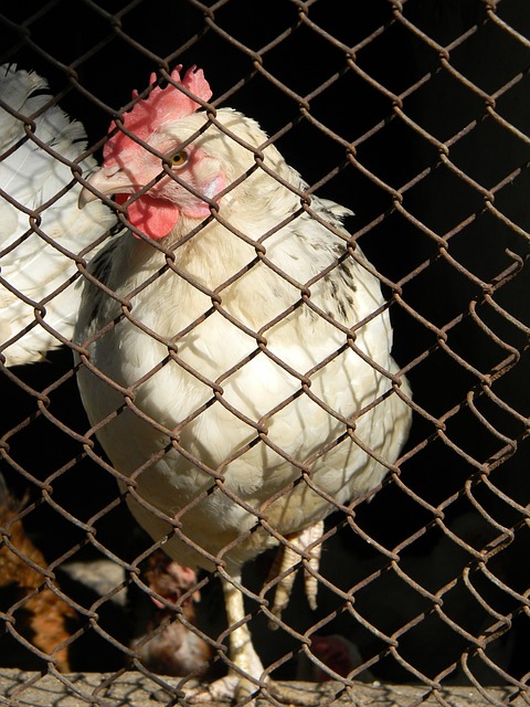 Ham