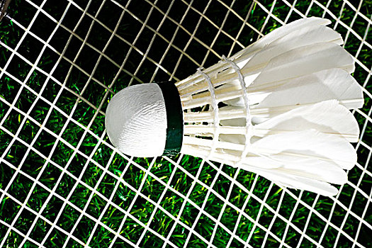 体育圈内的 体育圈内的